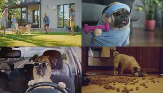 【合集】好笑的宠物，开车的狗狗高清在线视频素材下载