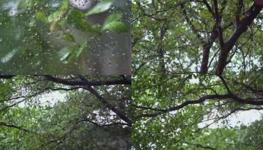 下雨窗外的树叶   窗外下雨高清在线视频素材下载