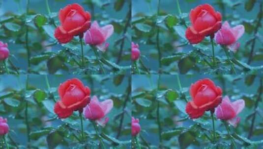 雨中玫瑰高清在线视频素材下载