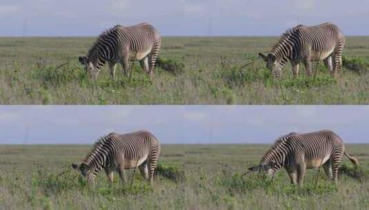 草原上的斑马高清在线视频素材下载
