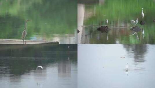 白鹭群 宁德东湖湿地公园 飞翔 湖面倒影高清在线视频素材下载