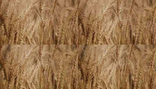 田野里成熟的麦子高清在线视频素材下载