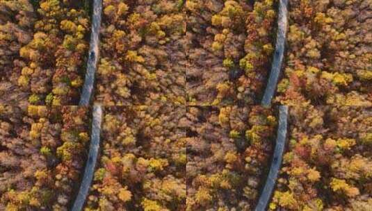 4K汽车在森林中行驶秋天自驾旅行高清在线视频素材下载