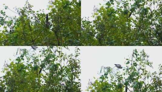 小鸟 空镜头 鸟 快乐 自然 自由 自由飞翔高清在线视频素材下载