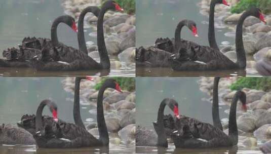 湖里面的黑天鹅高清在线视频素材下载