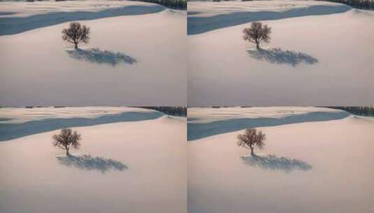 冬天平原积雪和树航拍高清在线视频素材下载