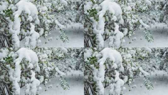 冬天大雪中的雪景风光高清在线视频素材下载