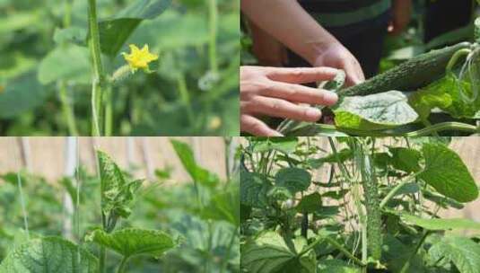 4k蔬菜大棚农业植物黄瓜素材多片段高清在线视频素材下载