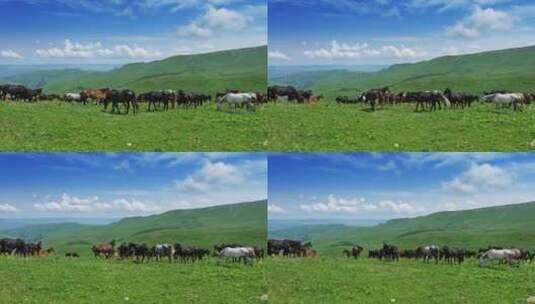 伊犁河谷的马高清在线视频素材下载