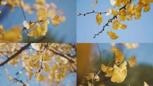 秋天金黄的银杏叶高清在线视频素材下载