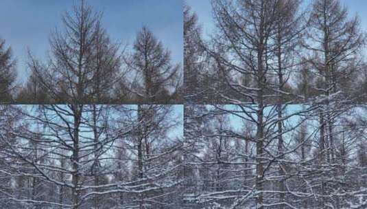 大兴安岭森林雪景松树林雪松树挂高清在线视频素材下载