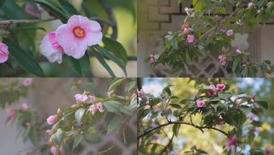 园林古建美人茶茶花特写高清在线视频素材下载