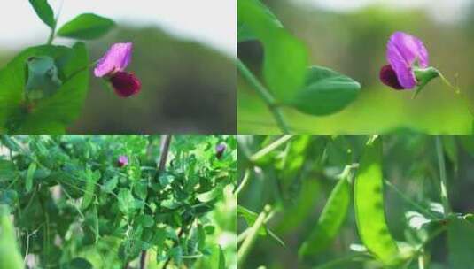 荷兰豆 豌豆 豆荚 豌豆荚 豌豆花高清在线视频素材下载