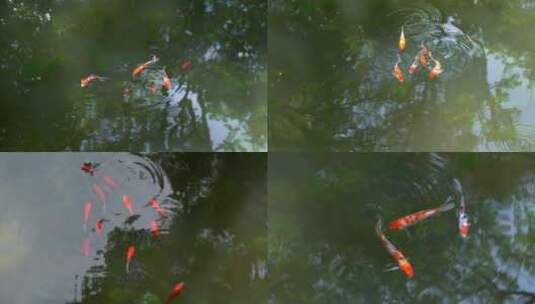 池塘里红鲤鱼锦鲤高清在线视频素材下载