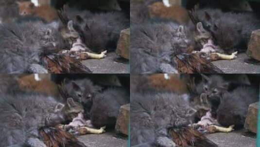 无家可归饥饿的小猫在街上吃一只抓来的鸟慢高清在线视频素材下载
