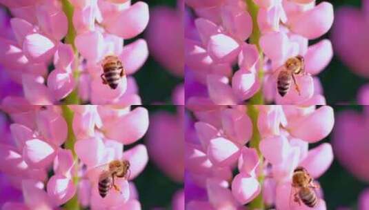 微距特写紫罗兰-蜜蜂在紫色的花上采蜜高清在线视频素材下载