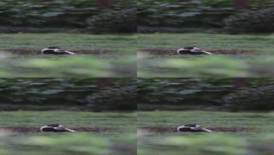 西湖树荫野猫景色竖屏素材高清在线视频素材下载