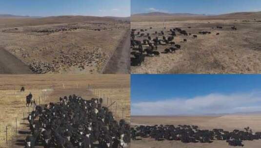 航拍若尔盖草原牧场放牧牦牛羊群牛群合集高清在线视频素材下载