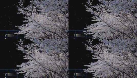 4K梦幻夜晚樱花飘落实拍视频高清在线视频素材下载
