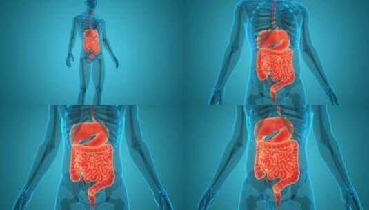 人体消化系统解剖动画概念高清在线视频素材下载