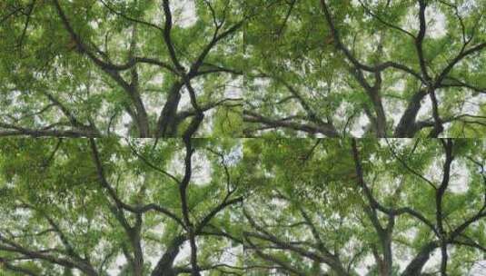 中国重庆市鹅岭公园百年老树高清在线视频素材下载