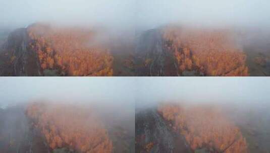 呼伦贝尔森林秋天林场白桦林航拍高清在线视频素材下载