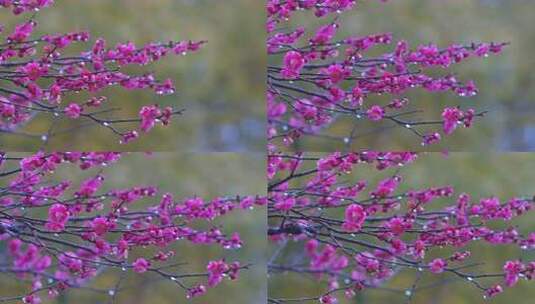 雨中盛开的梅花高清在线视频素材下载