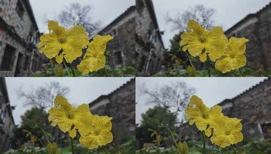 雨中花 雨下的花朵 黄色花朵高清在线视频素材下载