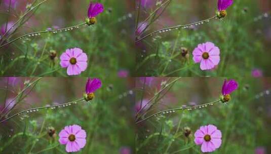 草原格桑花高清在线视频素材下载