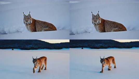 雪地野生猞猁高清在线视频素材下载