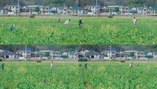 航拍农民劳作油菜花田高清在线视频素材下载