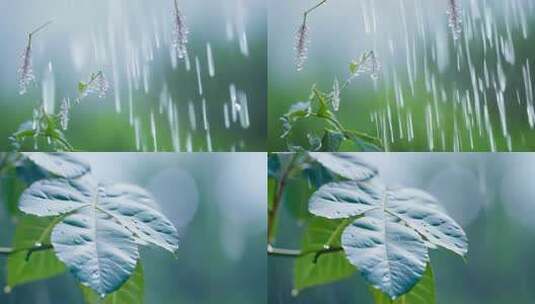 春雨自然雨水雨滴下雨水滴高清在线视频素材下载