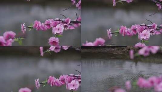 沕沕水生态风景区 梅花 粉色 植物 景色高清在线视频素材下载