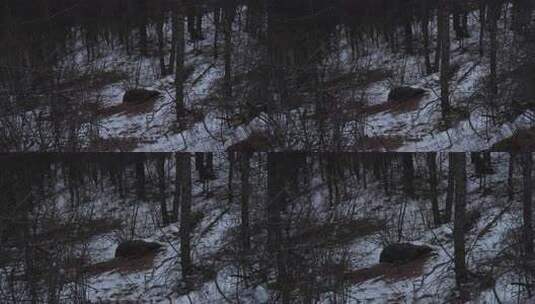 冬天 冬季 寒冷 凄凉 冷漠高清在线视频素材下载