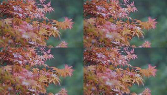 红枫叶下雨小雨秋雨秋天立秋高清在线视频素材下载