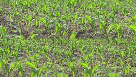 农田里玉米幼苗生长高清在线视频素材下载