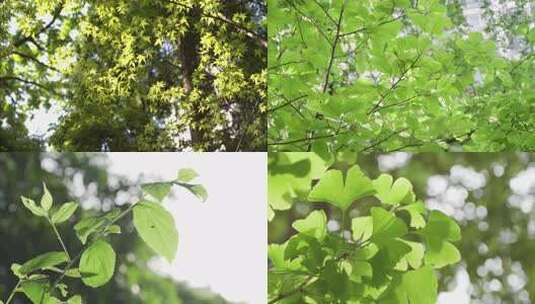 阳光逆光树叶光影夏天空镜头高清在线视频素材下载
