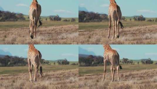 行走在荒野中的长颈鹿高清在线视频素材下载