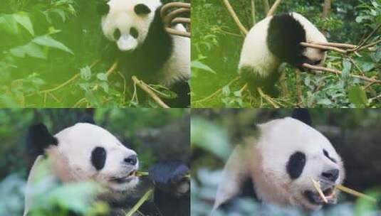 4K国宝熊猫外国人看成都熊猫基地吃竹子高清在线视频素材下载