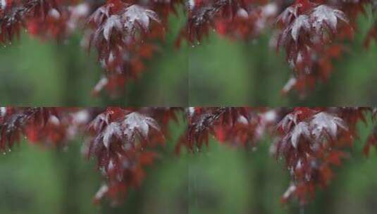 雨落在秋天的树叶上高清在线视频素材下载