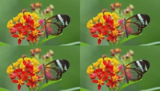 蝴蝶的特写镜头高清在线视频素材下载