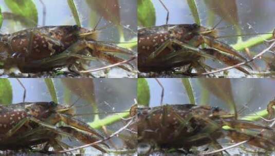 水里的小龙虾高清在线视频素材下载