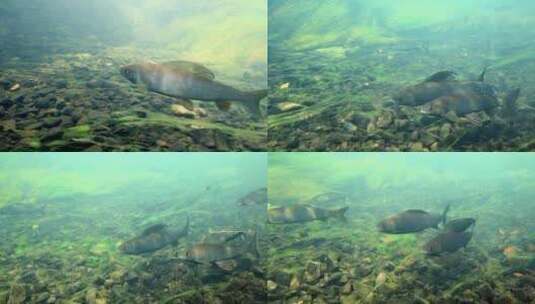 梭子鱼在河里游动高清在线视频素材下载