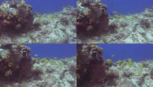 水下潜水热带鱼景色高清在线视频素材下载