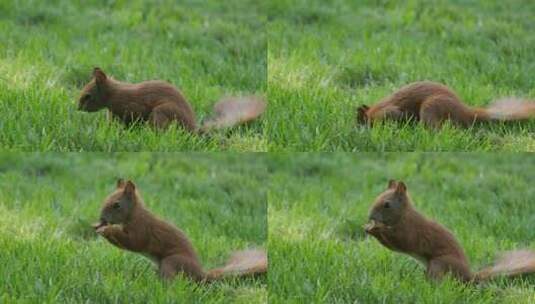 公园草地上的松鼠高清在线视频素材下载
