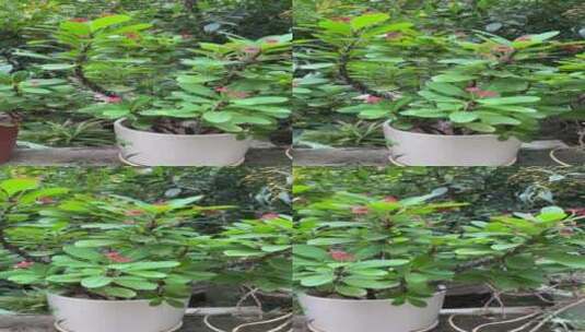 盆景虎刺梅实拍视频高清在线视频素材下载