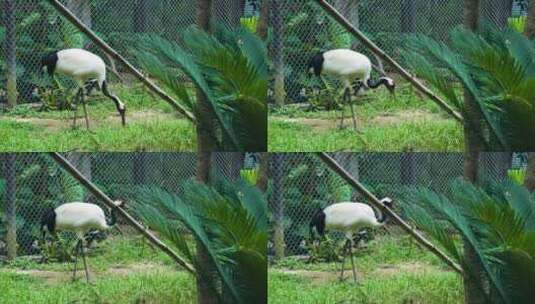 动物园里的丹顶鹤高清在线视频素材下载