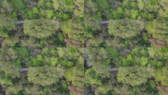 广州天河火炉山绿道森林公园高清在线视频素材下载