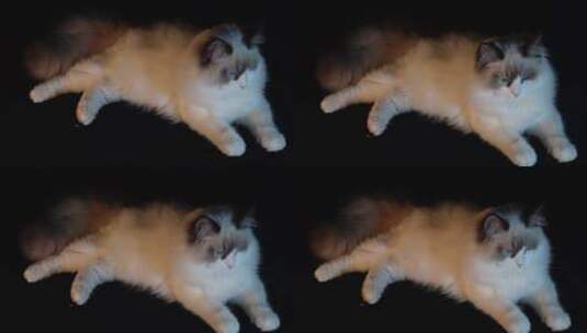 猫窝里趴卧的布偶猫高清在线视频素材下载