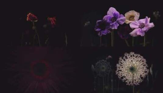 花朵绽放 隐喻空镜高清在线视频素材下载
